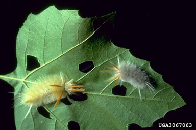 sycamore tussock moth (Halysidota harrisii ) on American sycamore (Platanus occidentalis ) - 3067063