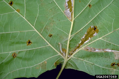 sycamore leaf-folder moth (Ancylis platanana ) on American sycamore (Platanus occidentalis ) - 3067069