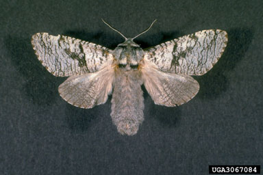 aspen carpenterworm, Acossus populi  (Lepidoptera: Cossidae) - 3067084