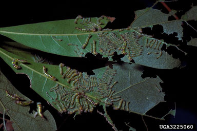 variable oakleaf caterpillar (Lochmaeus manteo ) on oak (Quercus spp. ) - 3225060
