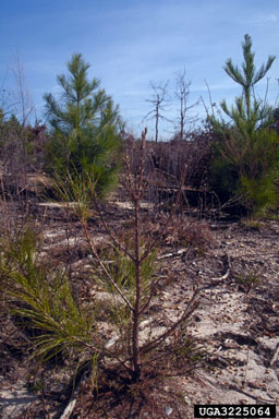 Texas leafcutting ant (Atta texana ) on pine (Pinus spp. ) - 3225064