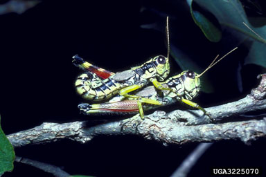 grasshoppers,    (Orthoptera: ) - 3225070