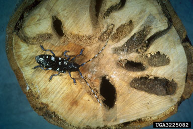 Asian longhorned beetle, Anoplophora glabripennis  (Coleoptera: Cerambycidae) - 3225082