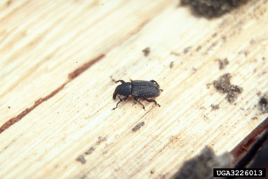 pitch-eating weevil, Pachylobius picivorus  (Coleoptera: Curculionidae) - 3226013