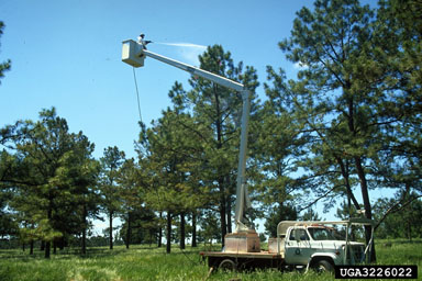 pesticides on pine (Pinus spp. ) - 3226022