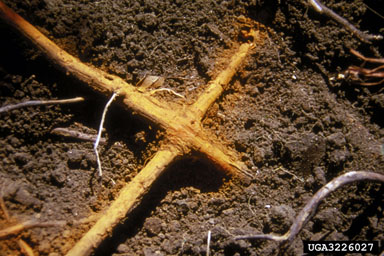 oak wilt (Ceratocystis fagacearum ) on oak (Quercus spp. ) - 3226027
