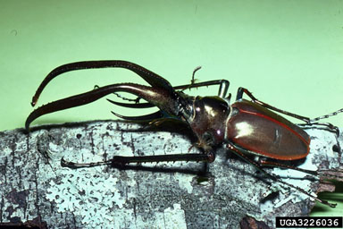 stag beetles,    (Coleoptera: Lucanidae) - 3226036