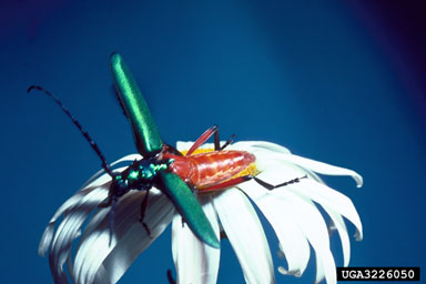 long-horned beetles,    (Coleoptera: Cerambycidae) - 3226050