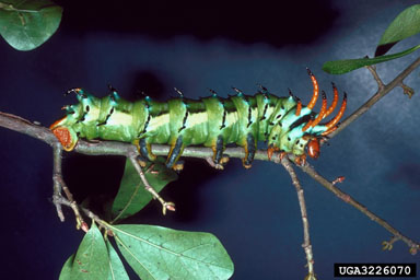 hickory horned devil, Citheronia regalis  (Lepidoptera: Saturniidae) - 3226070