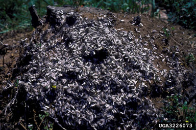 termites,    (Isoptera: ) - 3226073