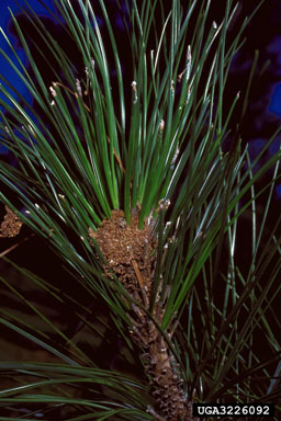 pine webworm (Pococera robustella ) on pine (Pinus spp. ) - 3226092