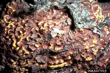 Cronartium gall rusts (Cronartium spp. ) on pine (Pinus spp. ) - 3227010
