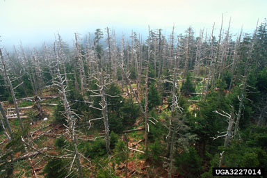 balsam woolly adelgid (Adelges piceae ) on Fraser fir (Abies fraseri ) - 3227014