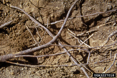 oak wilt (Ceratocystis fagacearum ) on oak (Quercus spp. ) - 3227018
