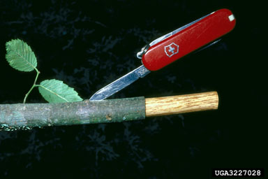 Dutch elm disease, Ophiostoma ulmi  (Ophiostomatales: Ophiostomataceae) - 3227028