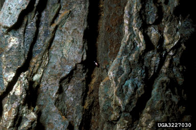 smaller European elm bark beetle, Scolytus multistriatus  (Coleoptera: Curculionidae) - 3227030