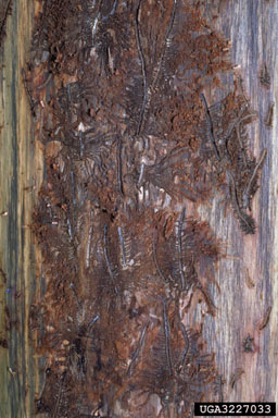 smaller European elm bark beetle, Scolytus multistriatus  (Coleoptera: Curculionidae) - 3227033