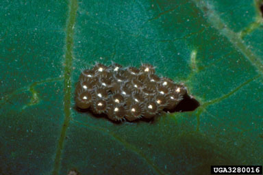 spined soldier bug, Podisus maculiventris  (Hemiptera: Pentatomidae) - 3280016