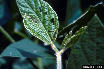 bollworm, Helicoverpa zea  (Lepidoptera: Noctuidae) - 3413033