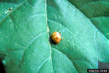 Mexican bean beetle, Epilachna varivestis  (Coleoptera: Coccinellidae) - 3413046
