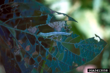 soybean looper (Pseudoplusia includens ) on soybean (Glycine max ) - 3413058