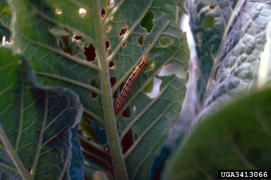 tobacco budworm (Heliothis virescens ) on flue-cured tobacco (Nicotiana tabacum (flue-cured type)) - 3413066