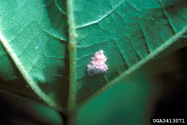 fall armyworm (Spodoptera frugiperda ) on cotton (Gossypium hirsutum ) - 3413071