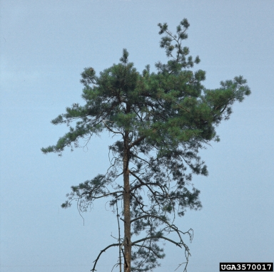 mechanical (  ) on Scots pine (Pinus sylvestris ) - 3570017