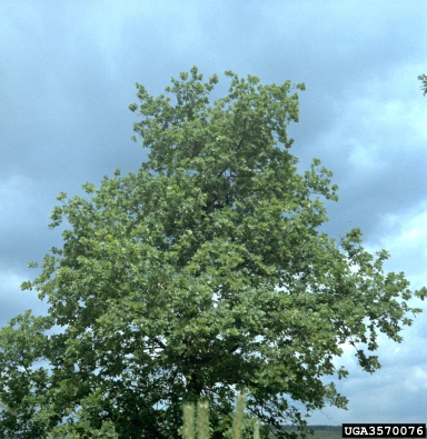 oak, Quercus spp.  (Fagales: Fagaceae) - 3570076