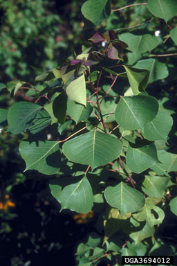 Chinese tallowtree, Triadica sebifera  (Euphorbiales: Euphorbiaceae) - 3694012