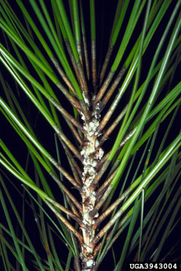 mealybug (Oracella acuta ) on slash pine (Pinus elliottii ) - 3943004