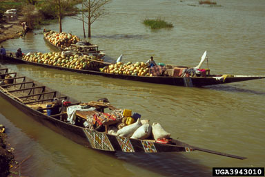 boats,    - 3943010