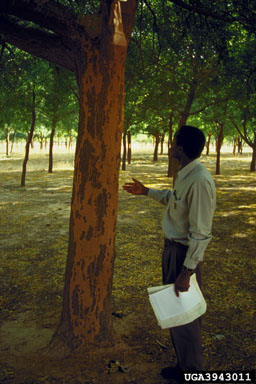 termites (  ) on neem (Azadirachta indica ) - 3943011