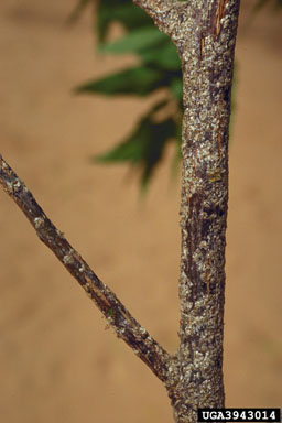 armored scale (Parlatoria crypta ) on neem (Azadirachta indica ) - 3943014