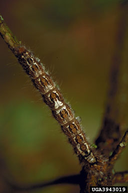 Pine-tree lappet (Dendrolimus pini ) on Scots pine (Pinus sylvestris ) - 3943019