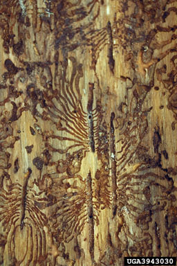 European spruce bark beetle (Ips typographus ) on Norway spruce (Picea abies ) - 3943030