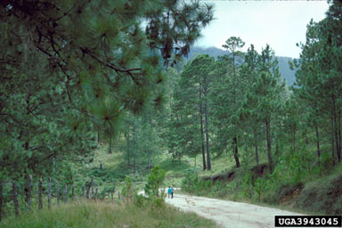 Ocote pine, Pinus oocarpa  (Pinales: Pinaceae) - 3943045