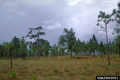 Honduras pine, Pinus elliottii var. elliottii (Pinales: Pinaceae) - 3943051