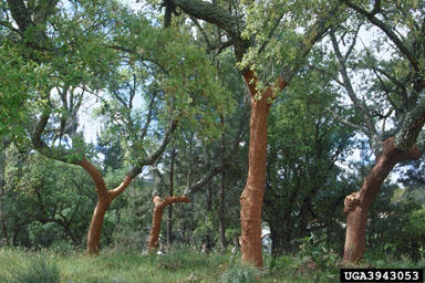 cork oak, Quercus suber  (Fagales: Fagaceae) - 3943053