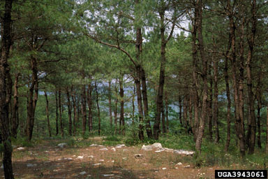 Mason pine, Pinus massoniana  (Pinales: Pinaceae) - 3943061
