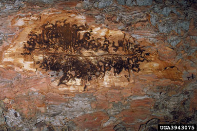bark beetle (Ips latidens ) on Engelmann spruce (Picea engelmannii ) - 3943075