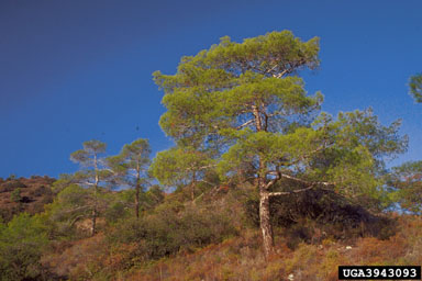 Turkish pine, Pinus brutia  (Pinales: Pinaceae) - 3943093