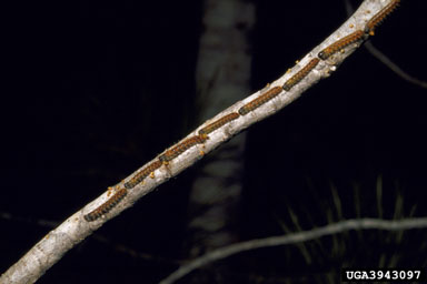 pine processionary moth (Thaumetopoea pityocampa ) on Turkish pine (Pinus brutia ) - 3943097