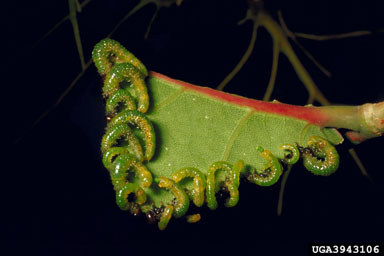 seagrape sawfly (Sericoceros mexicanus ) on seagrape (Coccoloba uvifera ) - 3943106