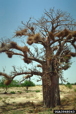 baobab tree/ monkey bread tree, Adansonia digitata  (Malvales: Bombacaceae) - 3948043