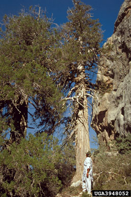 Indian Juniper, Juniperus polycarpos  (Pinales: Cupressaceae) - 3948052
