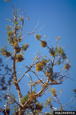 Juniper dwarf mistletoe (Arceuthobium oxycedri ) on Indian Juniper (Juniperus polycarpos ) - 3948054