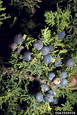 seed chalcid (Megastigmus spp. ) on Indian Juniper (Juniperus polycarpos ) - 3948058