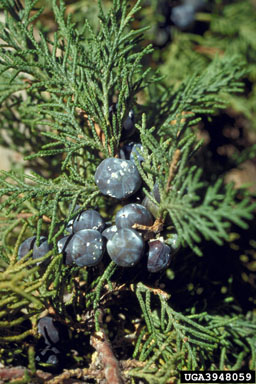 aphids, leafhoppers, planthoppers, scale insects and allies (  ) on Indian Juniper (Juniperus polycarpos ) - 3948059