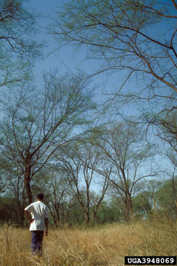 Egyptian Thorn, Acacia nilotica  (Fabales: Fabaceae (Leguminosae)) - 3948069